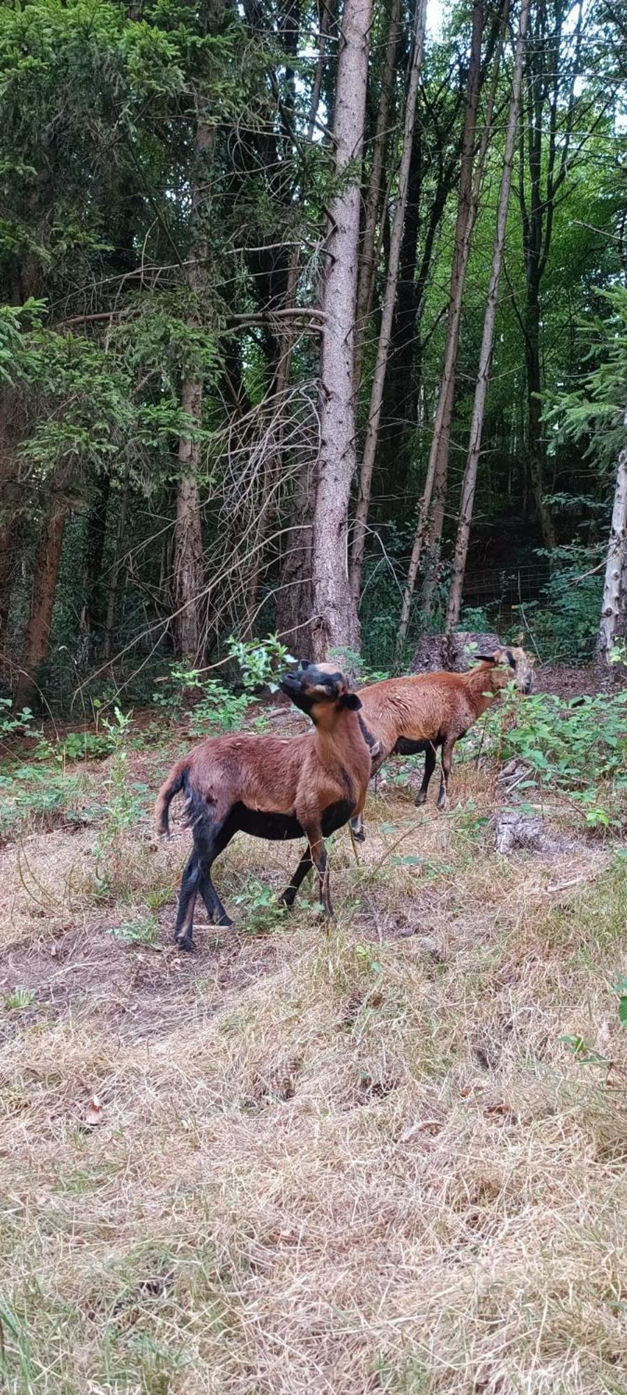 La Fontaine Aux Enfants - Gr5 - Chambre Avec Sdb Privee Abreschviller Zewnętrze zdjęcie